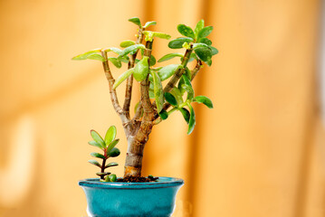 jade plant potted bonsai at garden