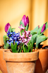 hyacinths on clay pot and purple tulips on background