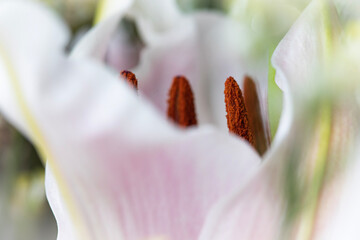 close up of a lily