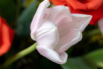 Obraz premium tulip close up