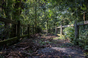 bridge in the forest