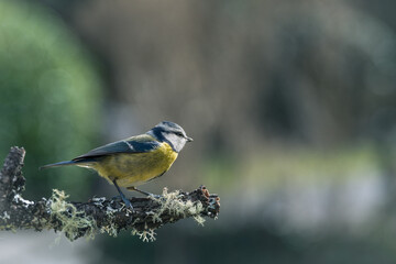 Mésange bleue (Cyanistes caeruleus) perchée sur une branche avec du lichen