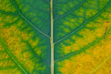 Close up leaf texture with corrosion. Macro photography.