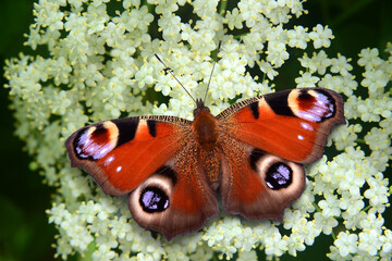 Schmetterling 973 © K.-U. Häßler