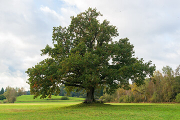 Fototapeta na wymiar Short stem and fan-like crown of a solitary oak