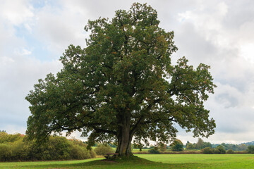 Solitary oak in a lovely landscape