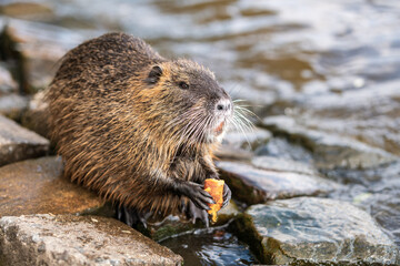 Nutria, with river city habitat near Charles bridge, Vltava, Prague, Czech Republic