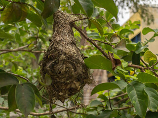 Brown birdnest hanging on the tree made of small, delicately woven branches on a tree in the park.