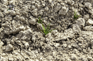 Plant sprout in ground
