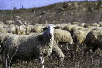 Naklejka premium Flock of sheep