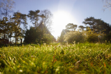 Morning meadow grass