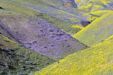 Carrizo Plain Wildfire Bloom