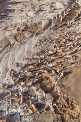 Tracks in the mud