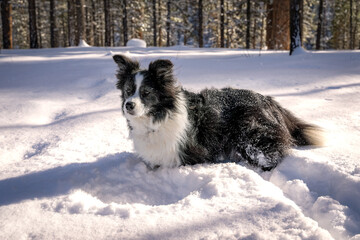 Boarder Collie in the Snow