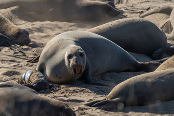 Elephant Seals on beach at Año Nuevo State Park north of Santa Cruz, California