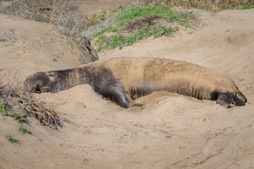 Male elephant seal laying in sand