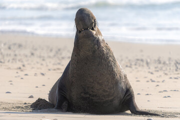 Elephant Seals on beach at Año Nuevo State Park north of Santa Cruz, California