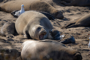 Elephant Seals on beach at Año Nuevo State Park north of Santa Cruz, California