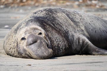 Male elephant seal on the beach after mating and fighting other elephant seals