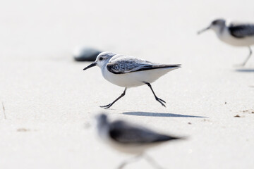 Birds running across the sand on the beach