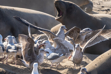 Elephant Seals on beach at Año Nuevo State Park north of Santa Cruz, California