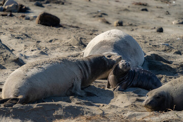 Elephant Seals on beach at Año Nuevo State Park north of Santa Cruz, California