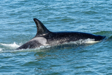 Orca Whales in Monterey Bay California near Santa Cruz