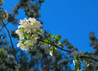 Apple tree branches with blooming white flowers and blue sky in spring. Beautiful spring bloom with natural backlight by sunlight in the garden outdoors.