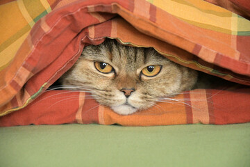 schottische faltohrkatze
