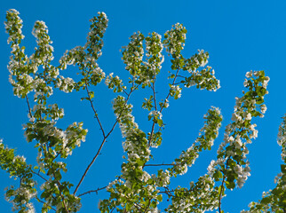 Apple tree branches with blooming white flowers and blue sky in spring. Beautiful spring bloom with natural backlight by sunlight in the garden outdoors.