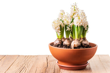 White hyacinths blooming in terracotta flower pot on rustic wooden table isolated against white...