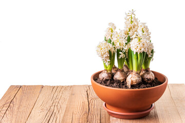 White hyacinths blooming in terracotta flower pot on rustic wooden table isolated against white background. Spring flowers design template with copy space. 45 degree angle view, horizontal format.