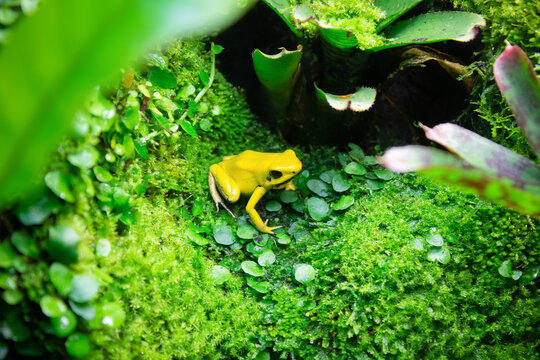 Yellow frog phyllobates terribilis among green moss and leaves