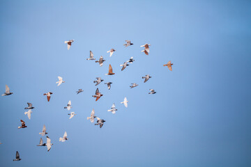 A flock of pigeons is flying in the blue sky. Pigeons are the symbol of freedom. Pigeons and the blue sky.