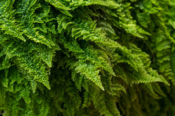 Close-up of a green fern wall. Cozy landscaping at home. 