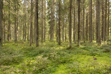 Fototapete bei efototapeten.de bestellen   