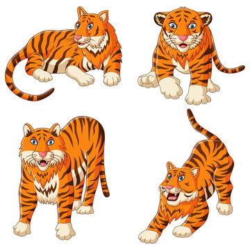 Big tiger set wildlife and fauna theme cartoon animal flat design vector illustration on white background
