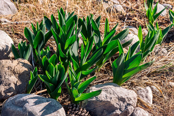 young leaves of some bulbous plants were the first to germinate in spring