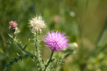 Spiny plumeless thistle in bloom closeup view with blurred green plants and seeds on background