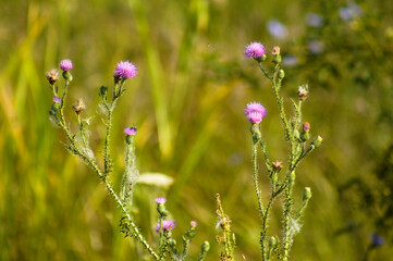 Multiple spiny plumeless thistle in bloom closeup view with blurred green plants on background