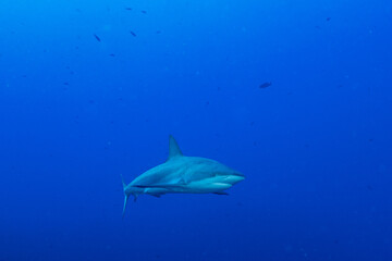 A big reef shark out in the open ocean. The apex predator was shot by a scuba diver in Little Cayman. Divers and underwater photographers try to find such impressive creatures to photograph