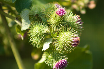 Lesser burdock buds ready to bloom closeup view with selective focus on foreground