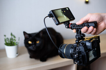 hold a camera with a camera monitor in your hands and take a video of a cat sitting on a table next to a plant