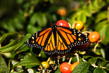 Fototapeta na wymiar A colorful monarch butterfly on red rose hips