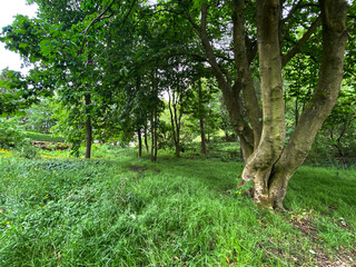 Small area of woodland, with old trees, and wild grass near, Lothersdale, Keighley, UK