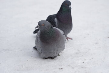 Pigeons in the snow. Urban birds.