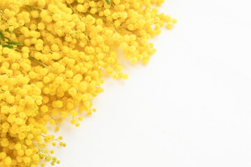 Bunch of Mimosa flowers on a white wooden background. Easter, Mothers Day, Women's day concept