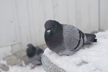 Pigeons in the snow. Urban birds.
