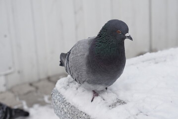 Pigeons in the snow. Urban birds.