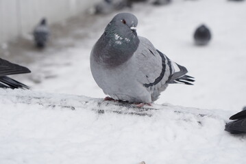 Pigeons in the snow. Urban birds.